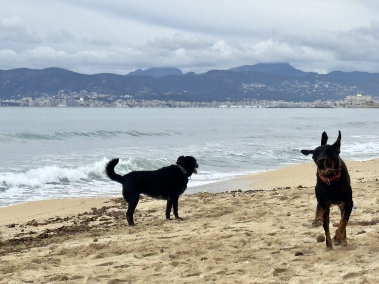 Mit Hund auf Mallorca: 7 Tipps für einen entspannten Urlaub